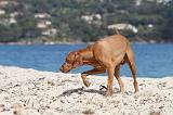 VIZSLA poil court 004